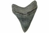Serrated, Fossil Megalodon Tooth - South Carolina #310070-1